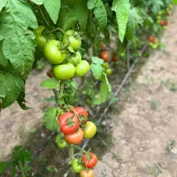 کارگر برای کار در گلخانه گوجه