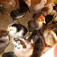 چوری ۱۷روزه