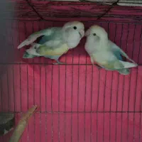 طوطی برزیلی مولد|پرنده|شاهینشهر, خانه کارگر|دیوار