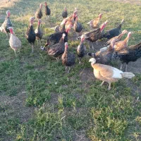 بوقلمون|حیوانات مزرعه|کرمانشاه, |دیوار