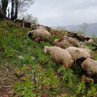 میش بره