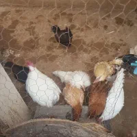 فروش تعدادی مرغ وخروس باهم|حیوانات مزرعه|رباطکریم, شترخوار|دیوار