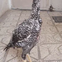 خروس‌لاری‌اوشامو‌کوکو‌خالص
