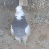 کبوتر صیداوقون طوقی