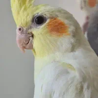 عروس هلندی گم شده