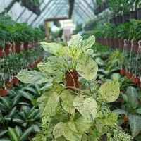 طراحی فضای سبز