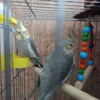 عروس معاوضه با کوتوله