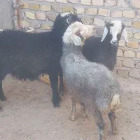 فروش ۳راس بره نر شیر مست