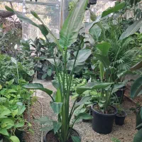 گیاهان هوازی آیونانتا خزه اسپانیایی لیندا|گل و گیاه طبیعی|مشهد, شهرک صنعتی توس|دیوار