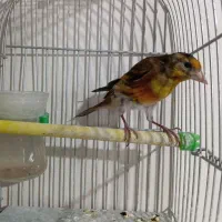 سهره قناری سرخ مسته مست|پرنده|بروجرد, |دیوار