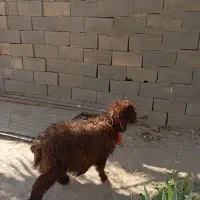 کهره نروماده بره نر|حیوانات مزرعه|اهرم, |دیوار