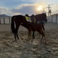 باشگاه سوار کاری اصطبل