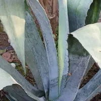 گل اکاف و بابا ادم