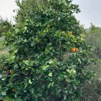 باغ با موقعیت تفریحی گردشگری|فروش خانه و ویلا|بوستان, |دیوار