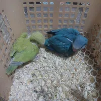 راهب آبی و پسته ای|پرنده|بومهن, |دیوار