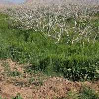 نیازمند راننده تراکتور