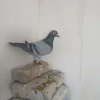 کفترتکی وجفتی