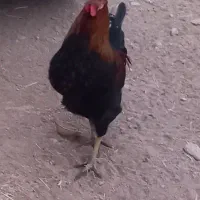 خروس گلین|حیوانات مزرعه|سیلاخور, |دیوار