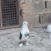 کفتر