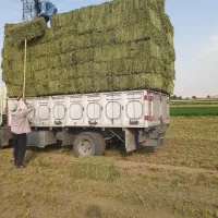 پرس یونجه چین ۴سنگین بدون علف با اب چاه .|حیوانات مزرعه|بروجرد, |دیوار