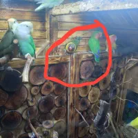 یه جفت کوتوله مولد کارداده