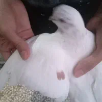 دو عدد کبوتر .کفتر نر و ماده بالغ|پرنده|صومعه‌سرا, |دیوار