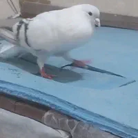 کفتر|پرنده|تهران, شهرک ولیعصر جنوبی|دیوار