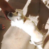 سگ پاکوتاه بدون شناسنامه|سگ|دماوند, دماوند|دیوار