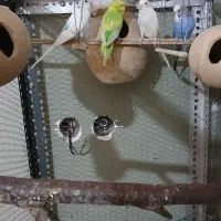 مرغ عشق فروشی