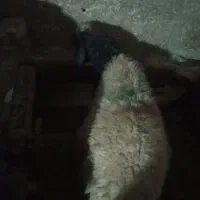 میش بره|حیوانات مزرعه|سروآباد, |دیوار