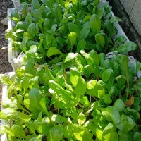 گل های همیشه بهار و مینا