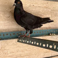 کفتر