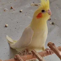 عروس هلندی لوتینو چشم شرابی