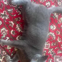 سرگرمی حیوانات