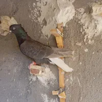 کفتر صید|پرنده|تربت جام, میان جام|دیوار
