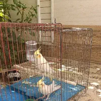 عروس هلندی زعفرانی|پرنده|استهبان, |دیوار