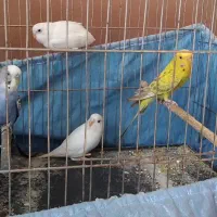 مرغ عشق دستی و سهره