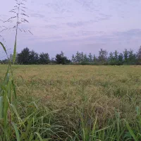 برنج هاشمی محصول مزرعه خودم