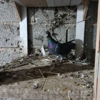 کبوتر کوهی|پرنده|شیراز, شهرک گلها|دیوار