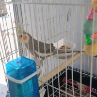 عروس هلندی نر