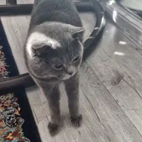 گربه خانگی اسکاتیش خالص|گربه|الوند, |دیوار