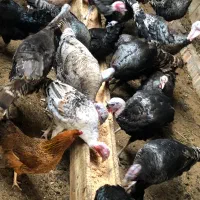 بوقلمون اصیل ارگانیک و تخم نطفه دار|حیوانات مزرعه|قائم‌شهر, |دیوار