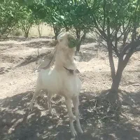 یک عدد نری گلابی