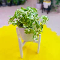 فروش گیاهان آپارتمانی|گل و گیاه طبیعی|پردیس, فاز ۴|دیوار