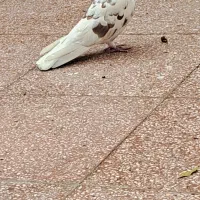 فروشی|پرنده|اصفهان, ردان|دیوار