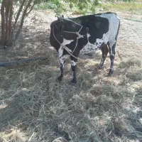 فروشی|حیوانات مزرعه|تخت, |دیوار