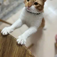 گربه واگذاری|گربه|کلاچای, |دیوار