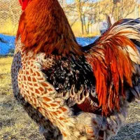 تخم نطفه دار ویاندوت بلورد