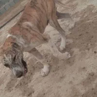 این سگ گم شده