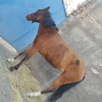 اسب افغان با تجهیزات کامل